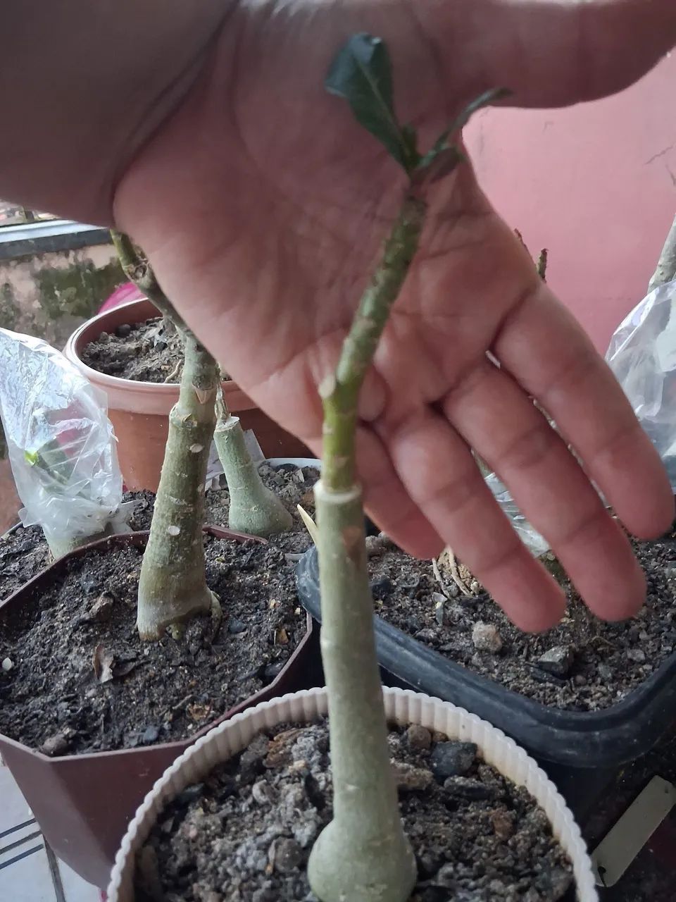 Rosa do deserto amarela tripla  - Foto 4