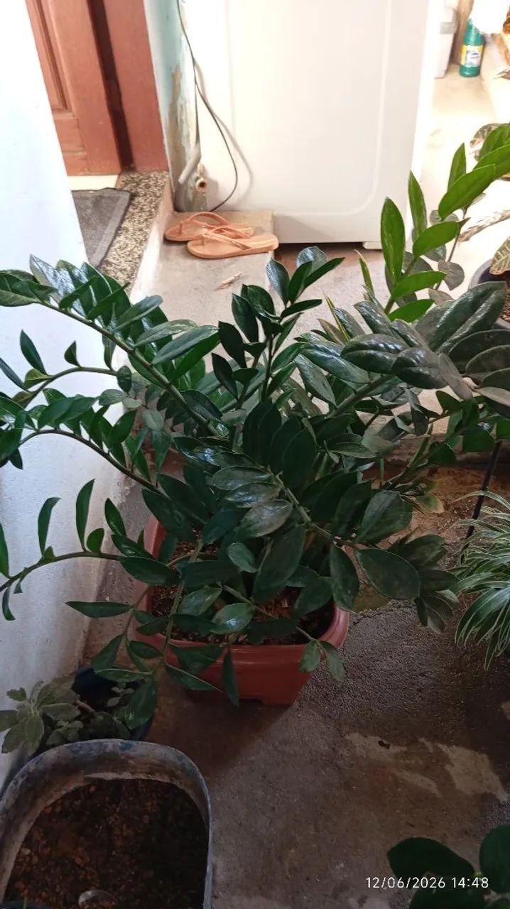  Planta Zamioculca  - Foto 4