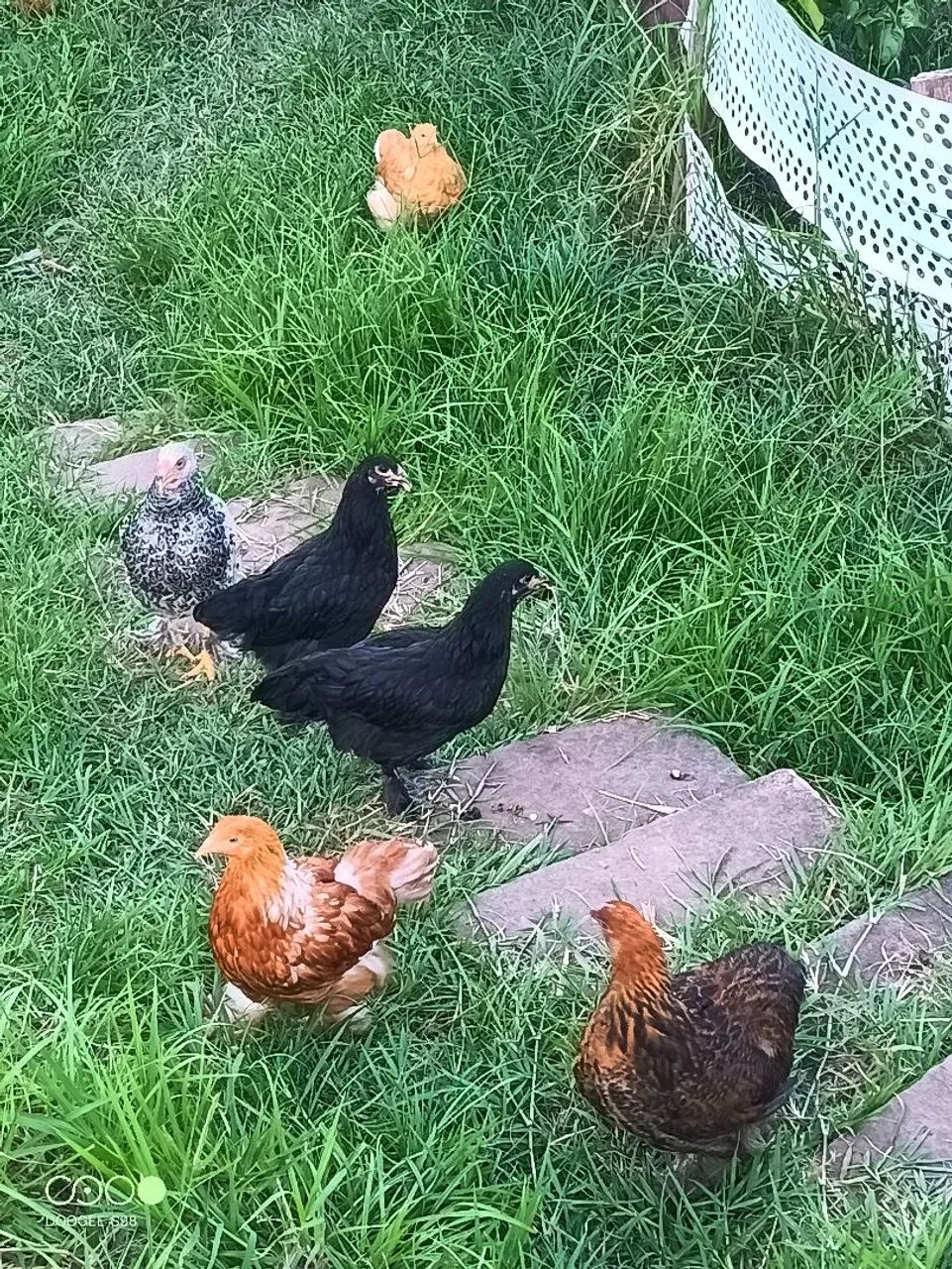 Galos, galinhas, frangos, pintinhos  - Foto 6