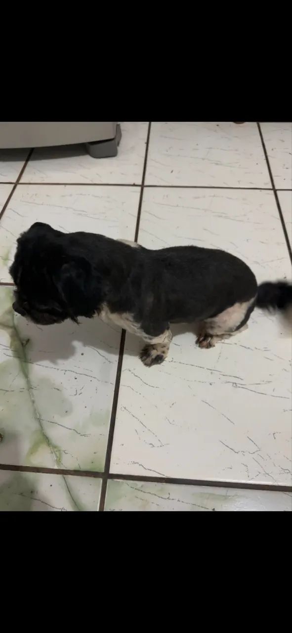 Shih tzu - Foto 2