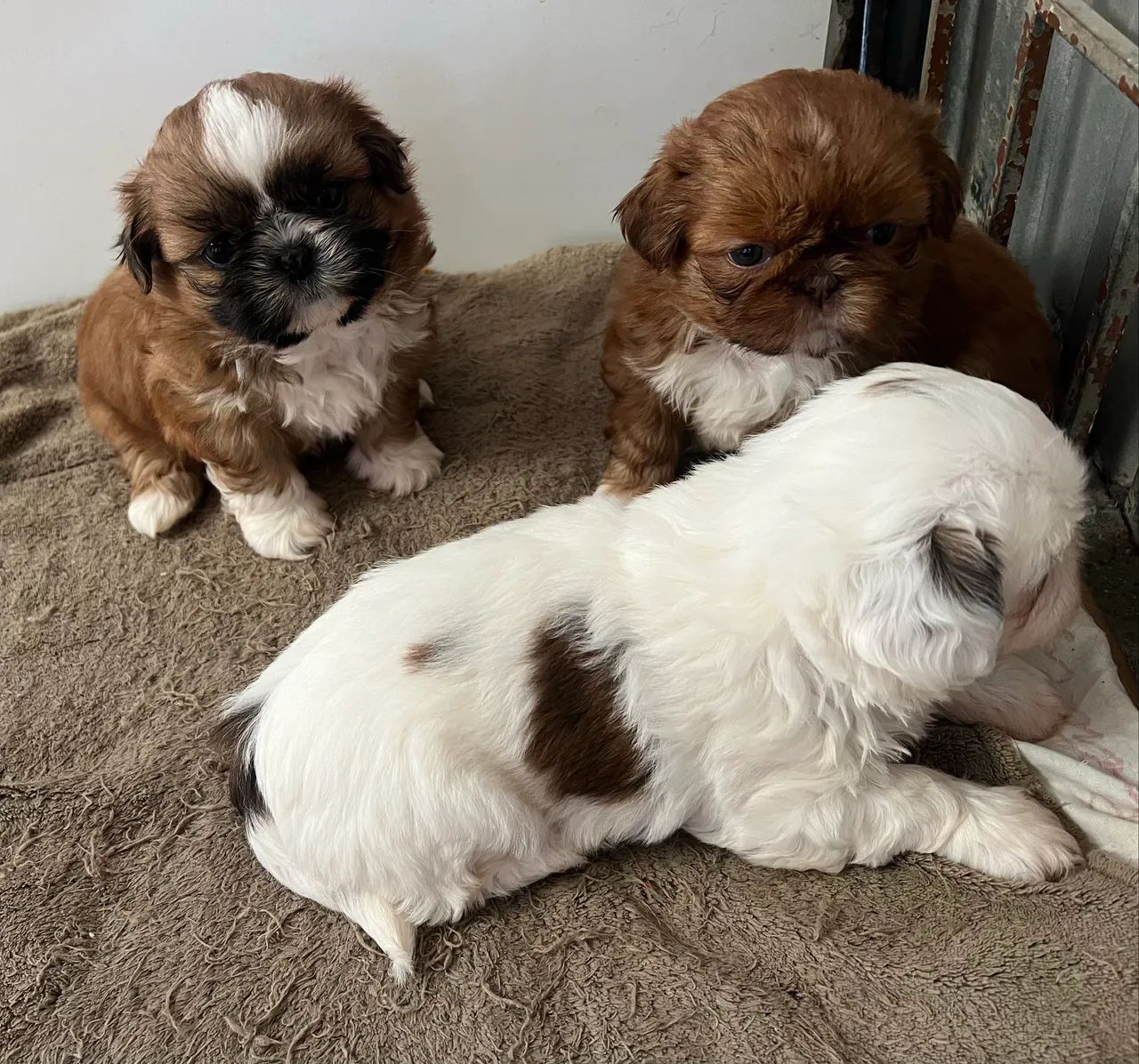 Shitzu  - Foto 4
