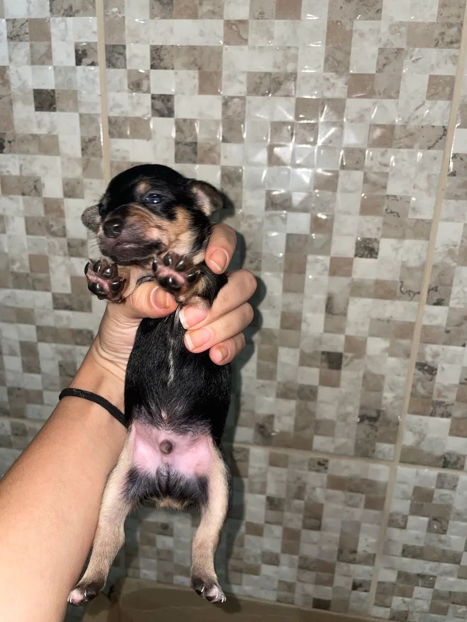 Pincher 2