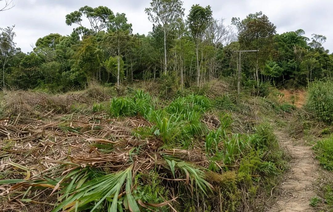 Terreno Santo Amaro da Imperatriz 1500 m2 - Foto 4