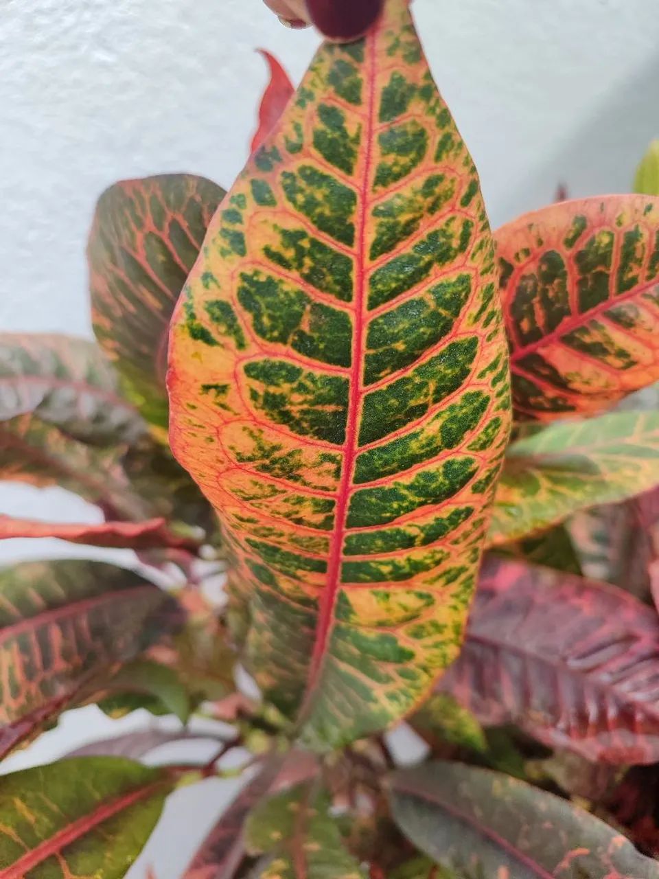 Plantas de sol - Foto 2