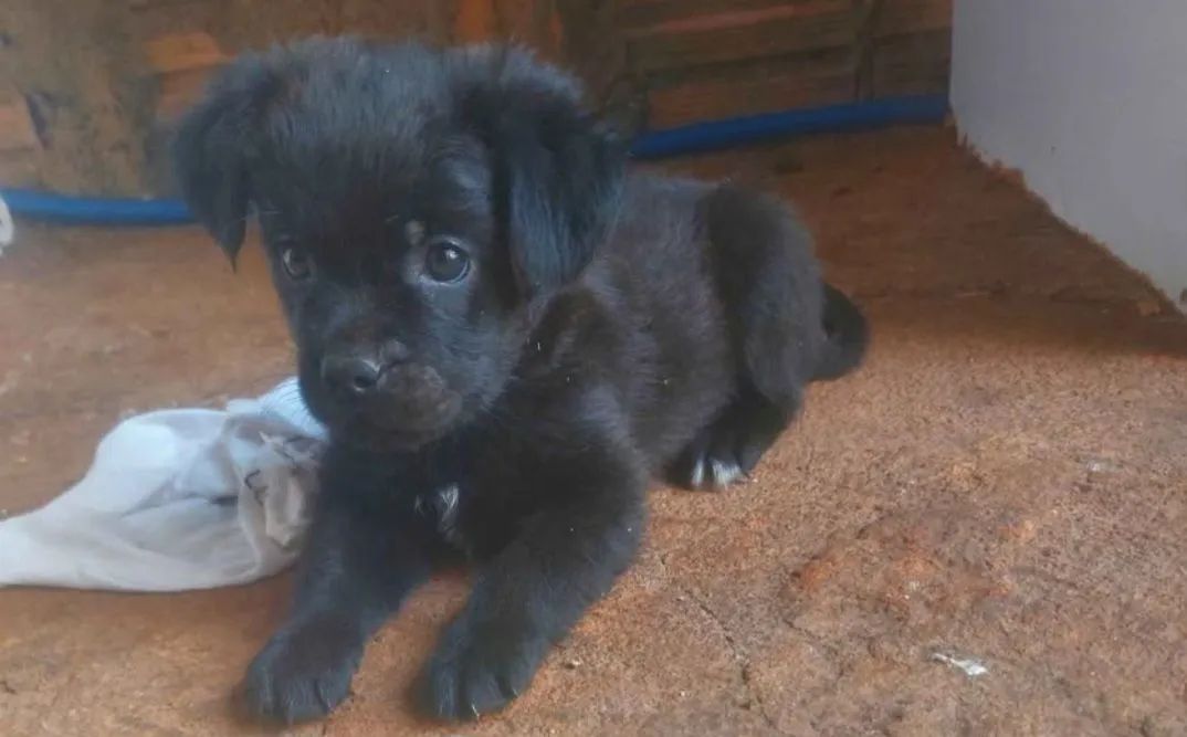Cachorro 