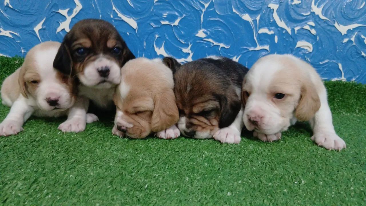 Filhotes de Beagle - Foto 2