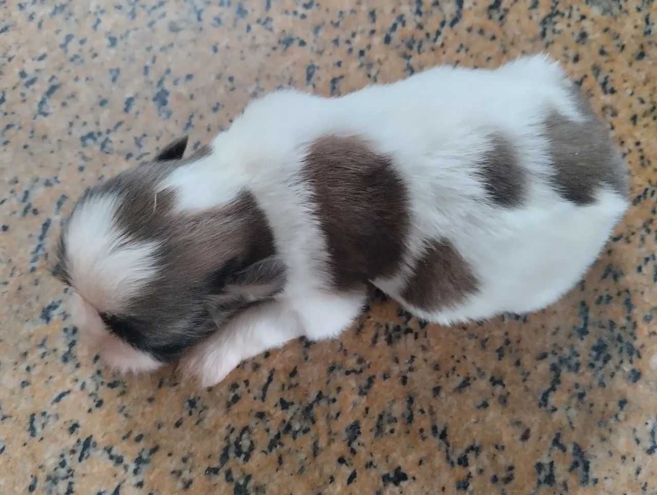 Fêmea Shih tzu  - Foto 2