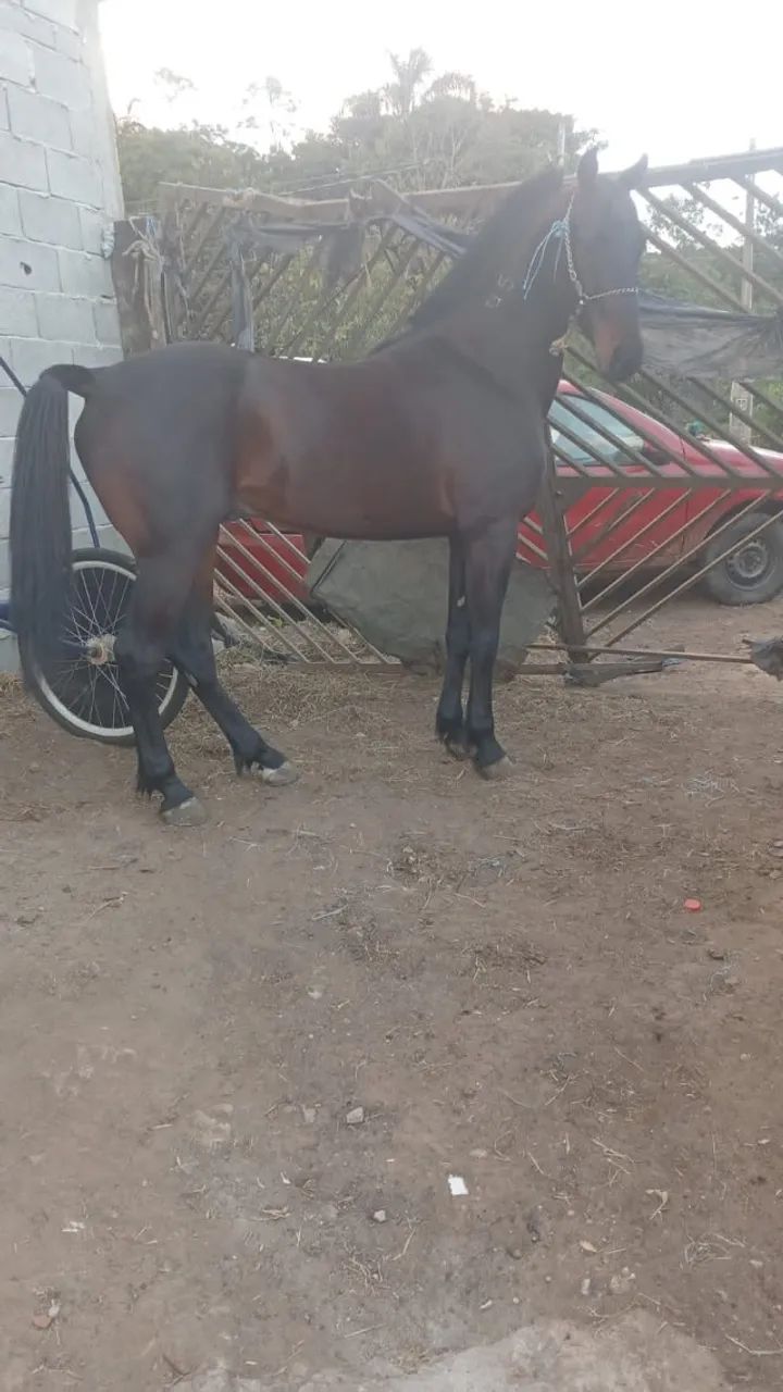 Cavalo mestiço 