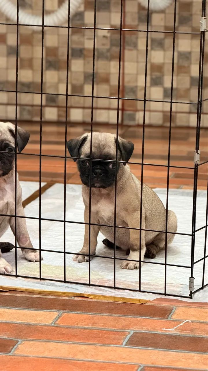 Pug disponível 