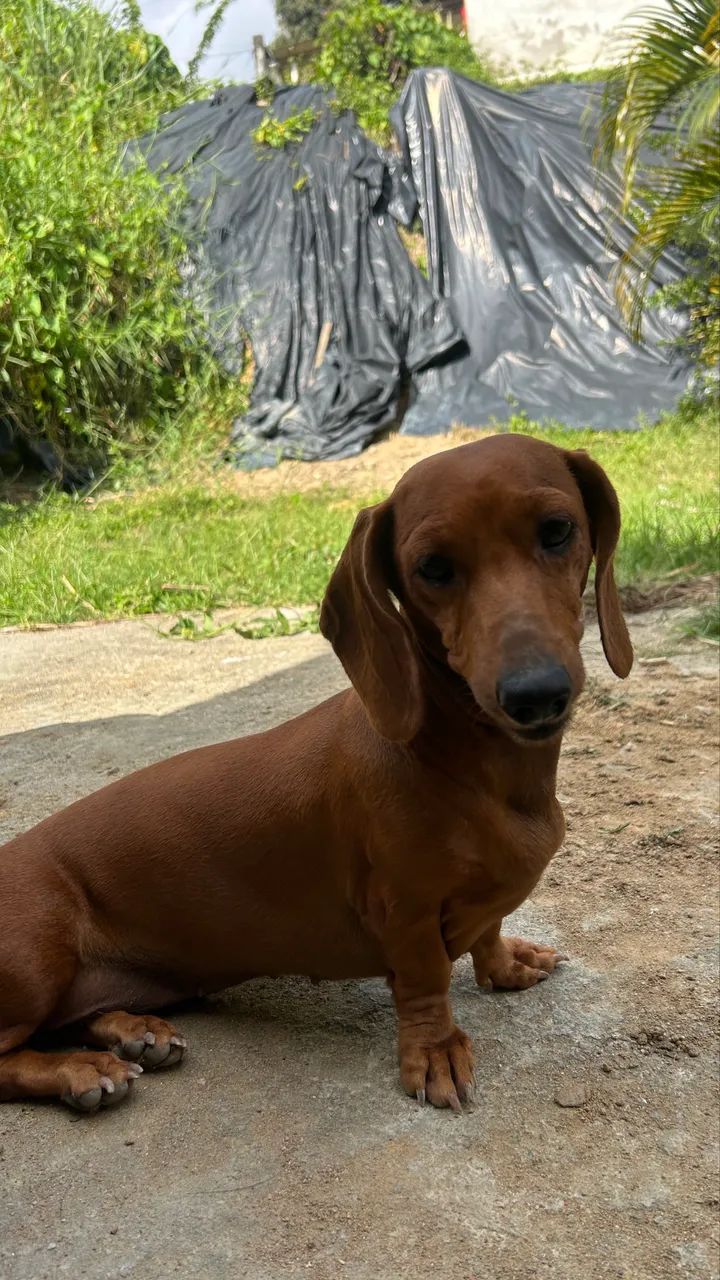 Dachshund procurando macho para cruzar - Foto 4