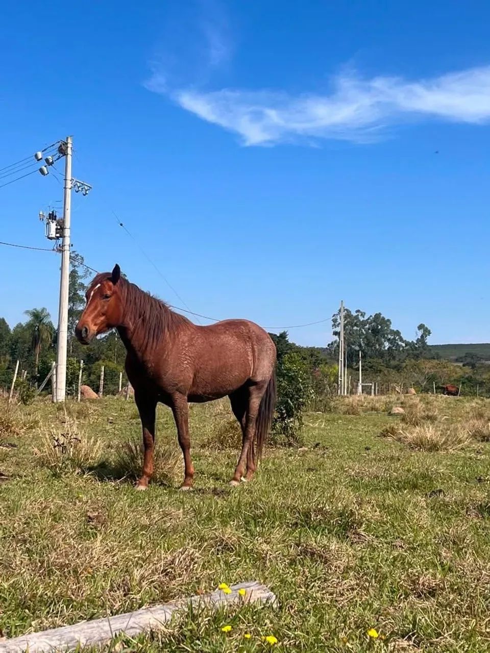 Égua quarto de milha  - Foto 4