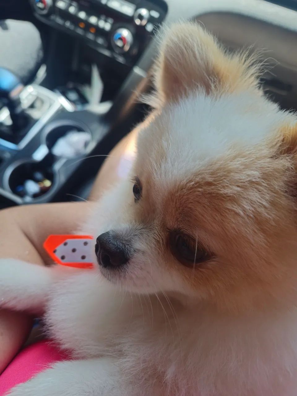 Vendo spitz Alemão (puro) - Foto 4