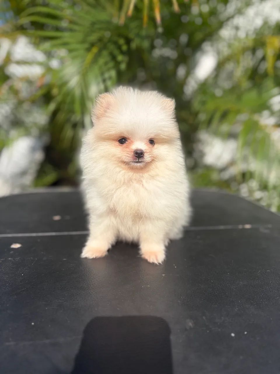 Spitz alemão MACHO - Foto 3
