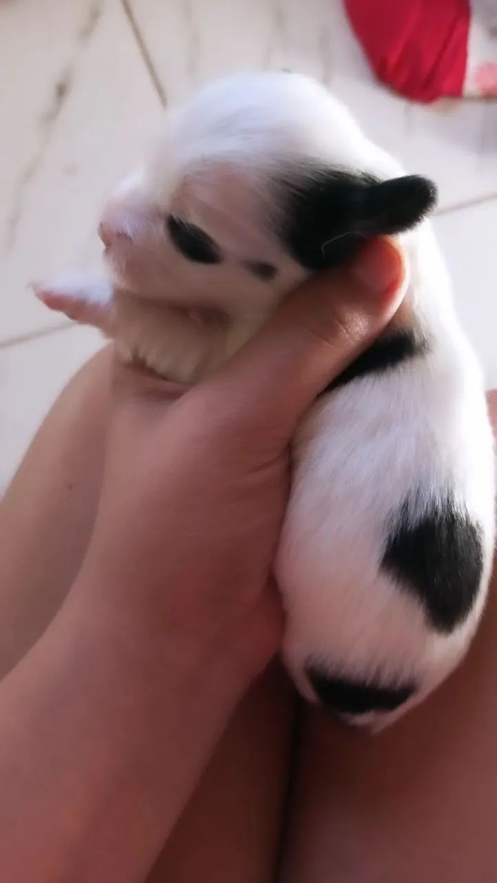 Fofinhos cachorrinhos - Foto 5