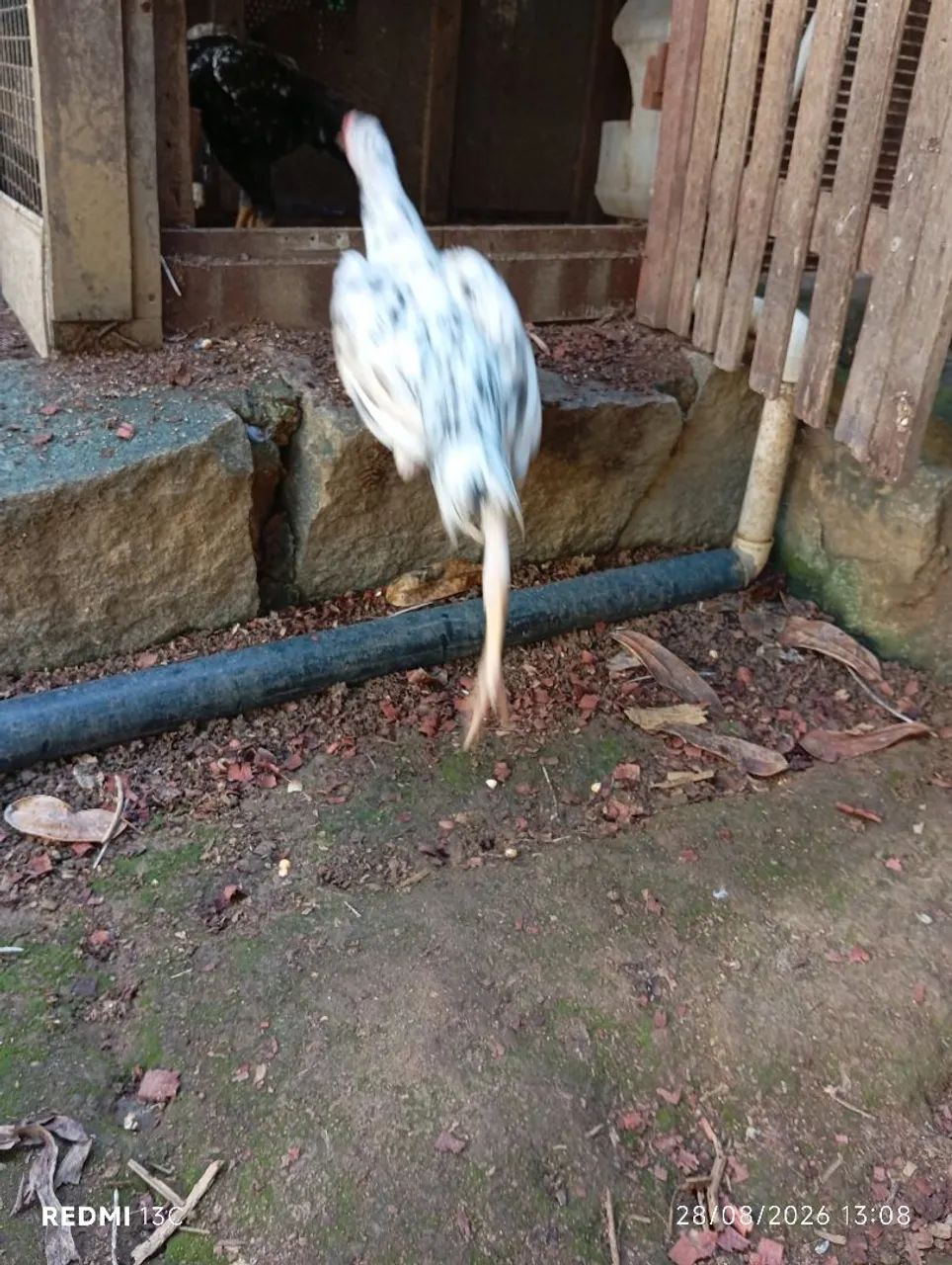 Frango índio novo - Foto 4