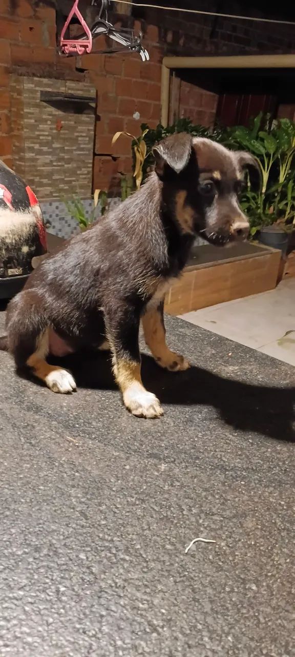Doação de cachorros  - Foto 3
