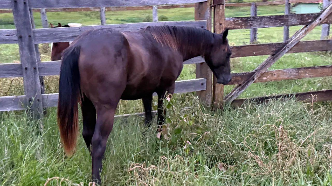 Potro Zaino  - Foto 2