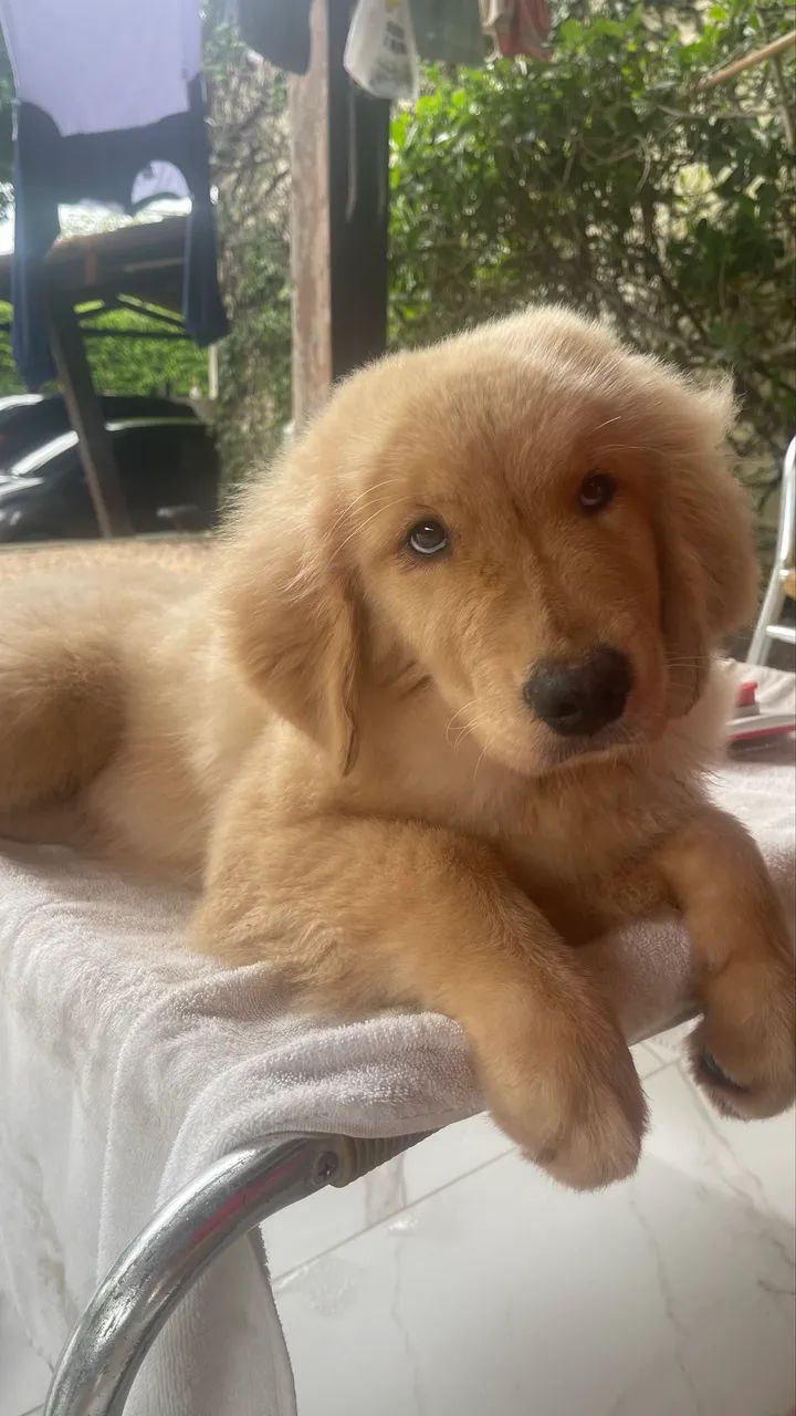 Filhotes de Golden Retriever- Alto Padrão de Qualidade - Foto 5
