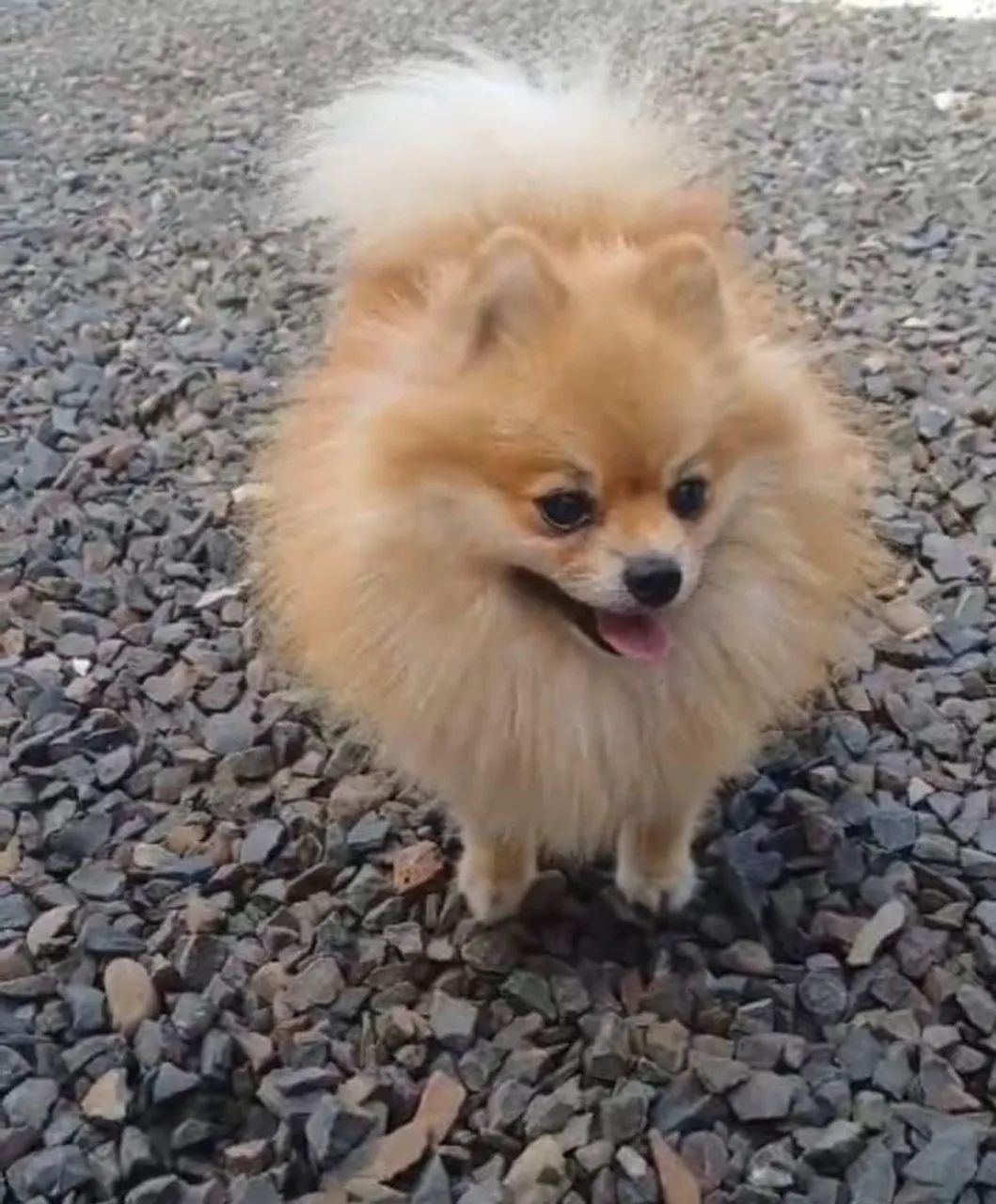 Spitz alemão Macho (Padreador)