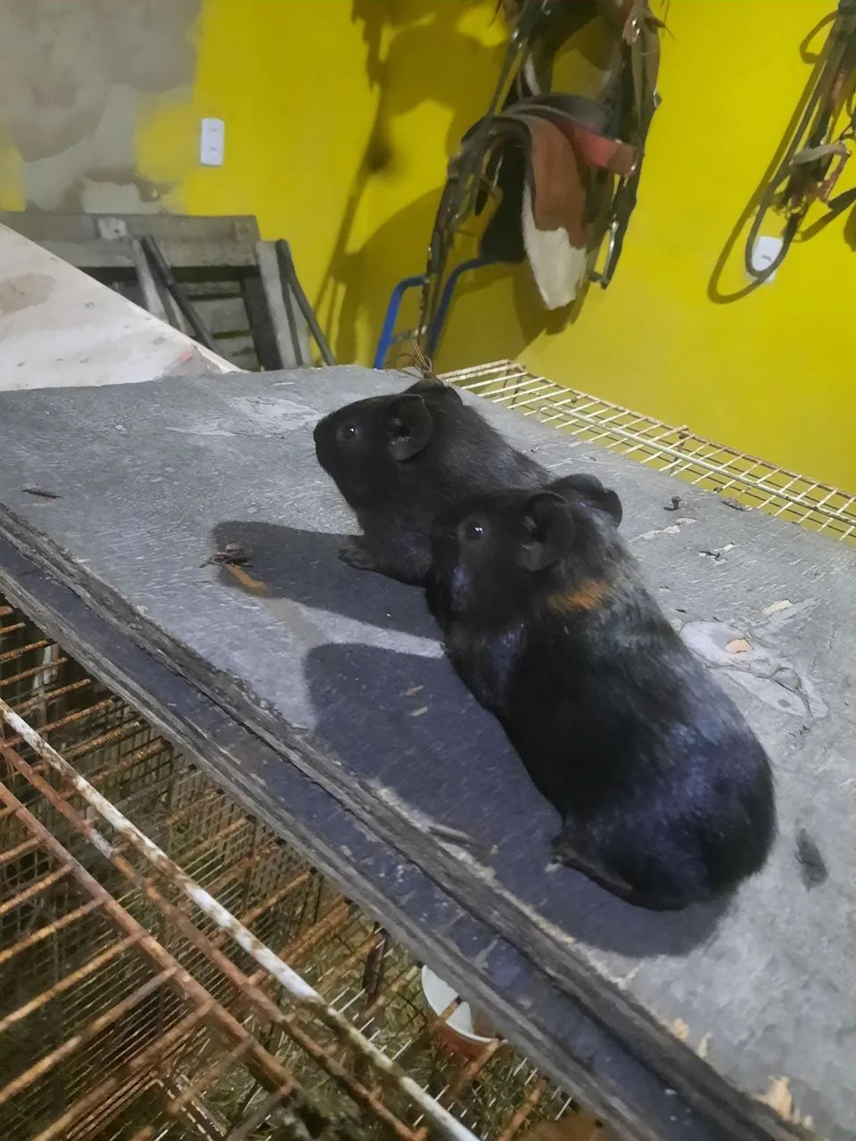 Vendo porquinhos da índia65048997895555121