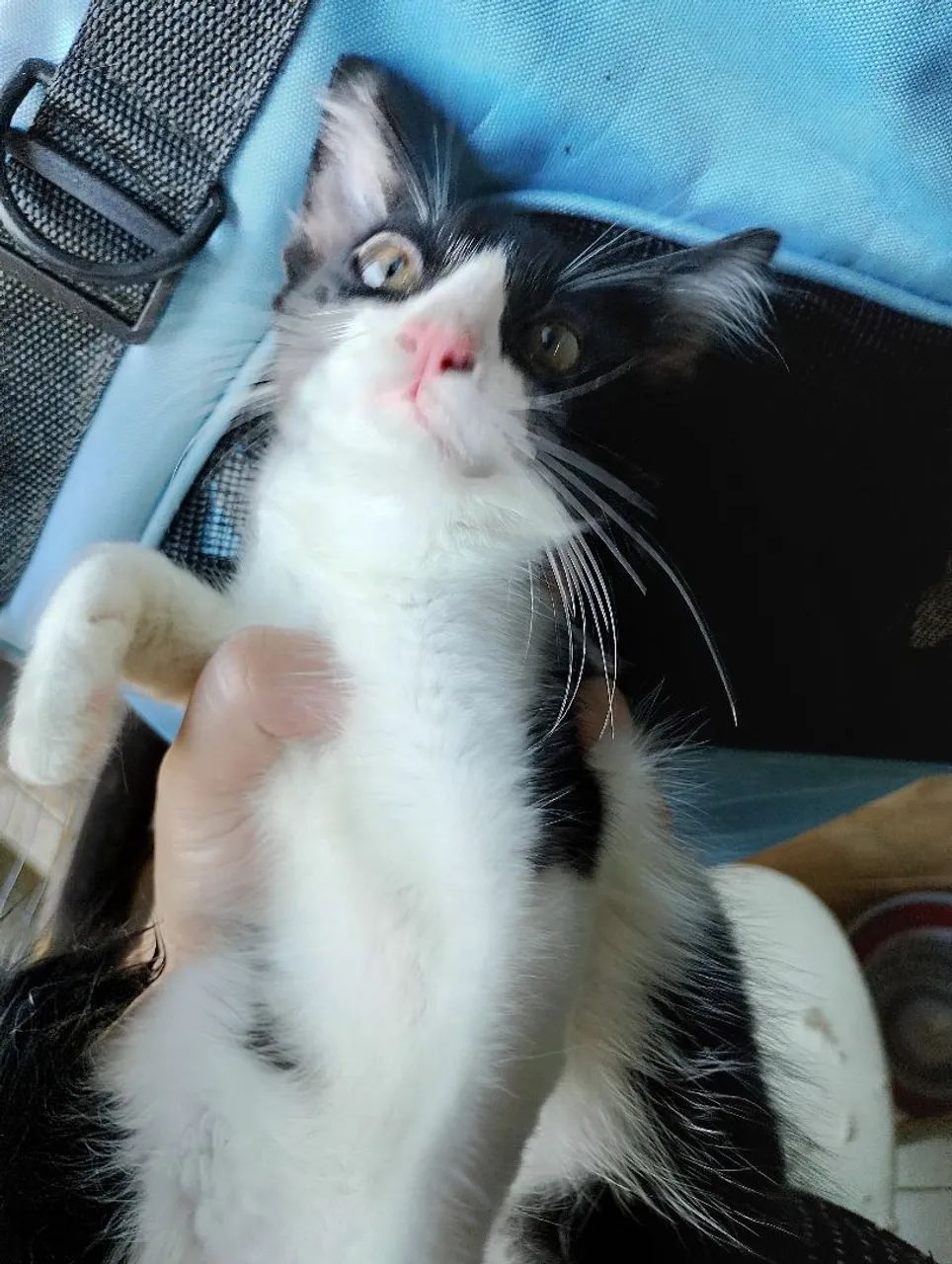 FILHOTES CASTRADOS E VERMIFUGADOS para adoção  - Foto 4