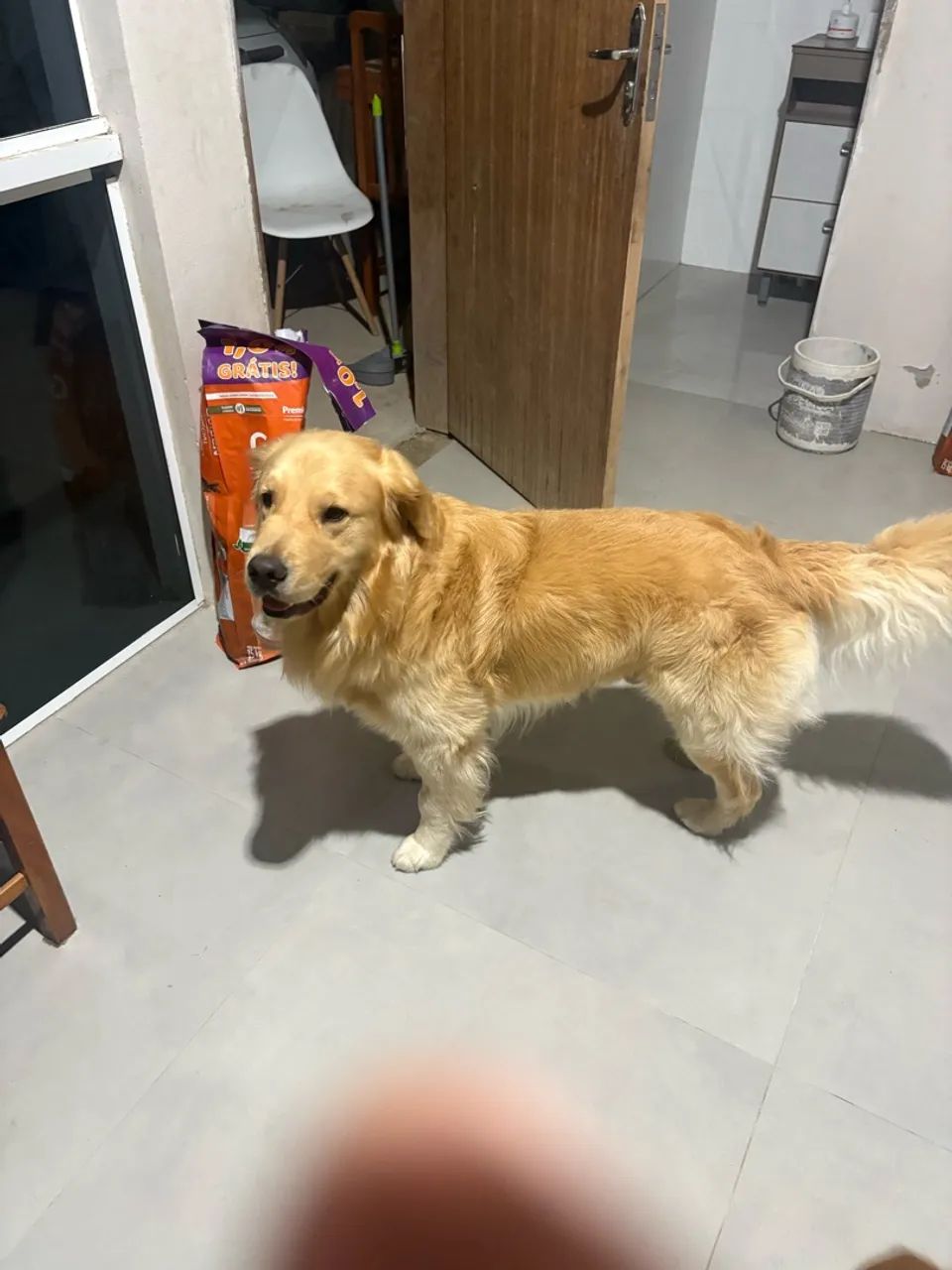 Reprodutor Golden Retriver  - Foto 3