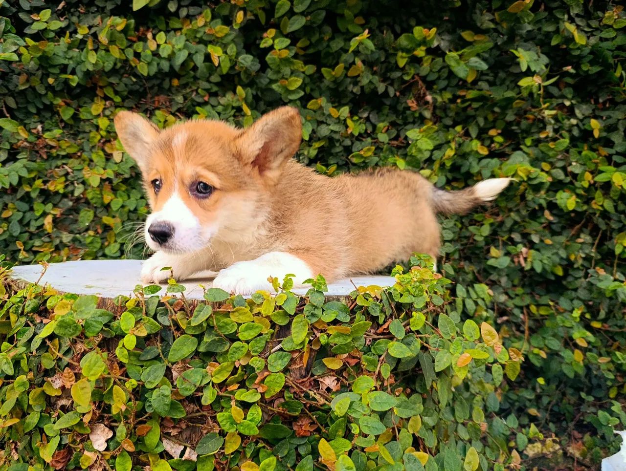 Lindos, Corgi Pembroke  - Foto 5