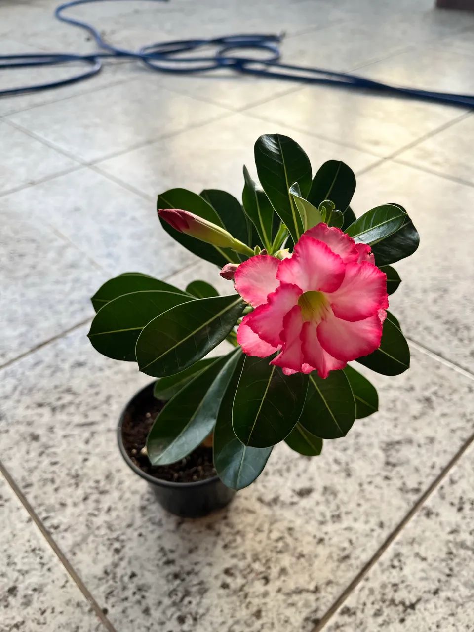 Rosa do deserto dobrada - Foto 4