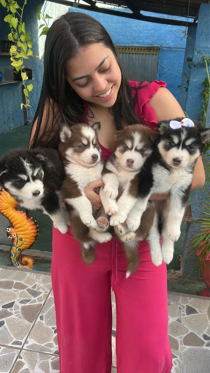 Husky siberiano  - Foto 4