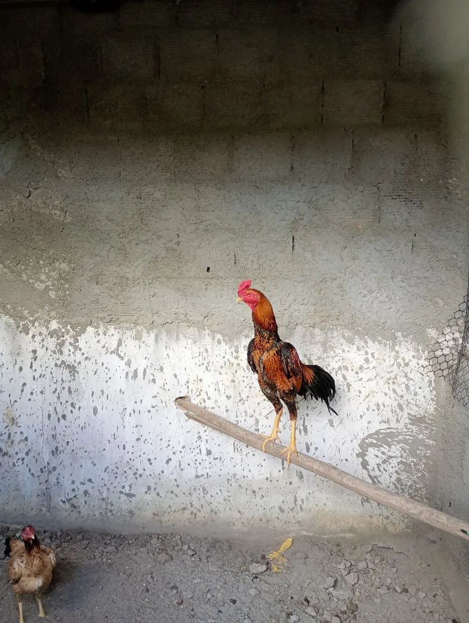 Galo e galinha de raça  - Foto 3