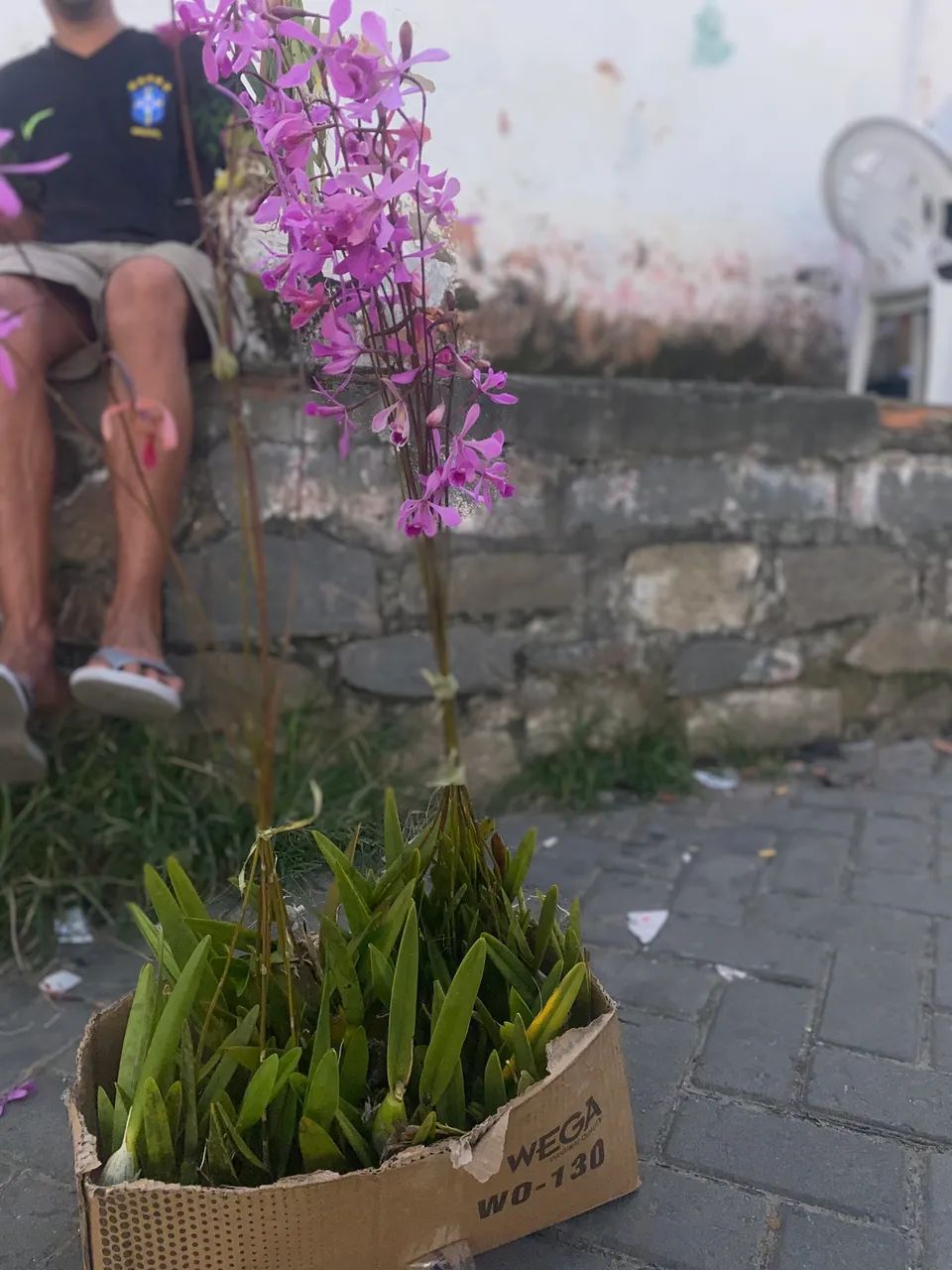 Orquídeas - Foto 2
