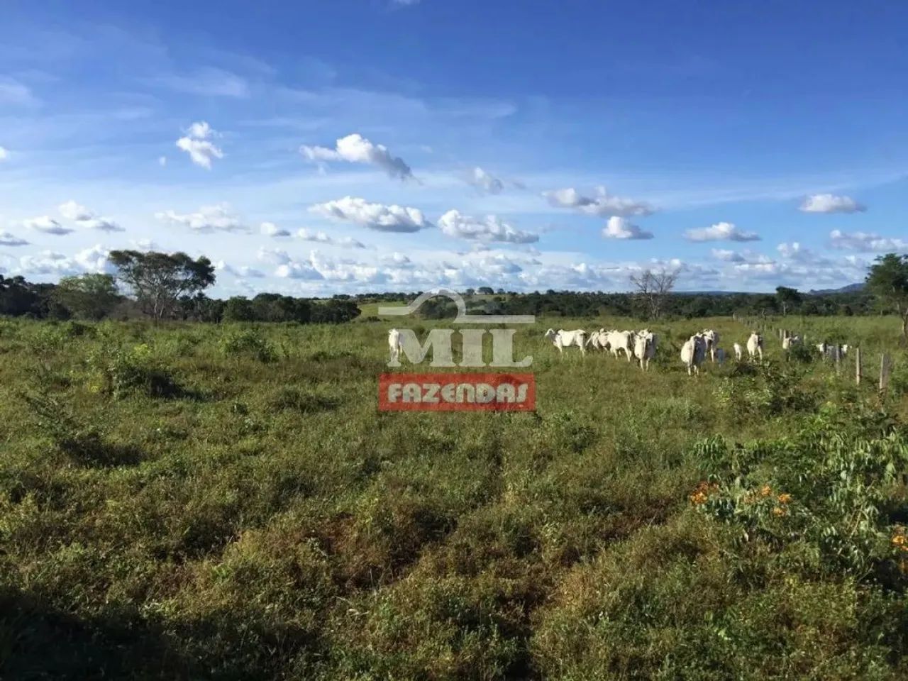 Fazenda 89 Alqueires (430 Hectares) Miracema - TO - Foto 4