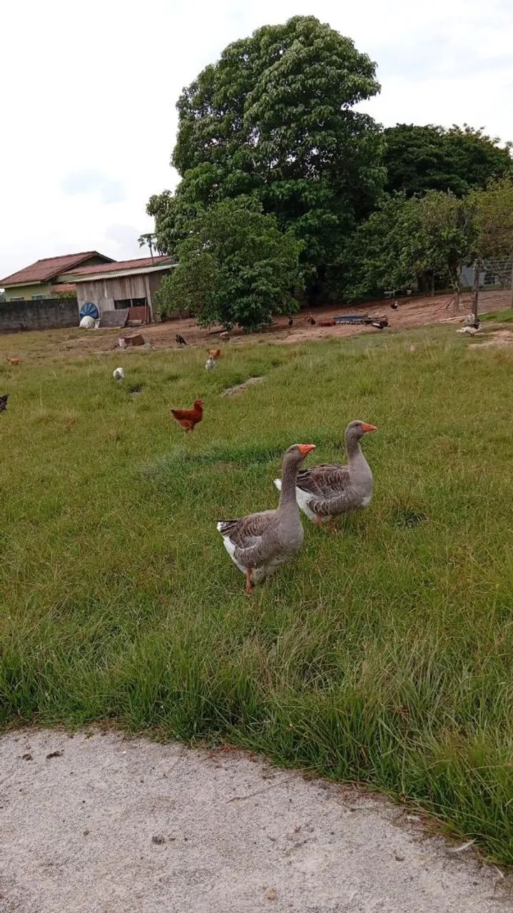 Vendo ganso toluso  - Foto 2