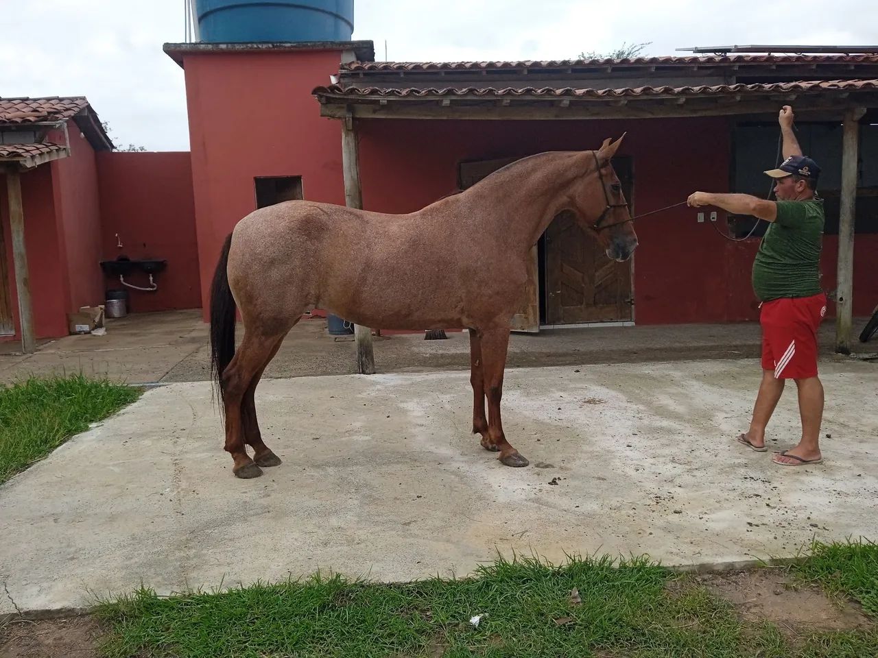 Égua mangolina  - Foto 3
