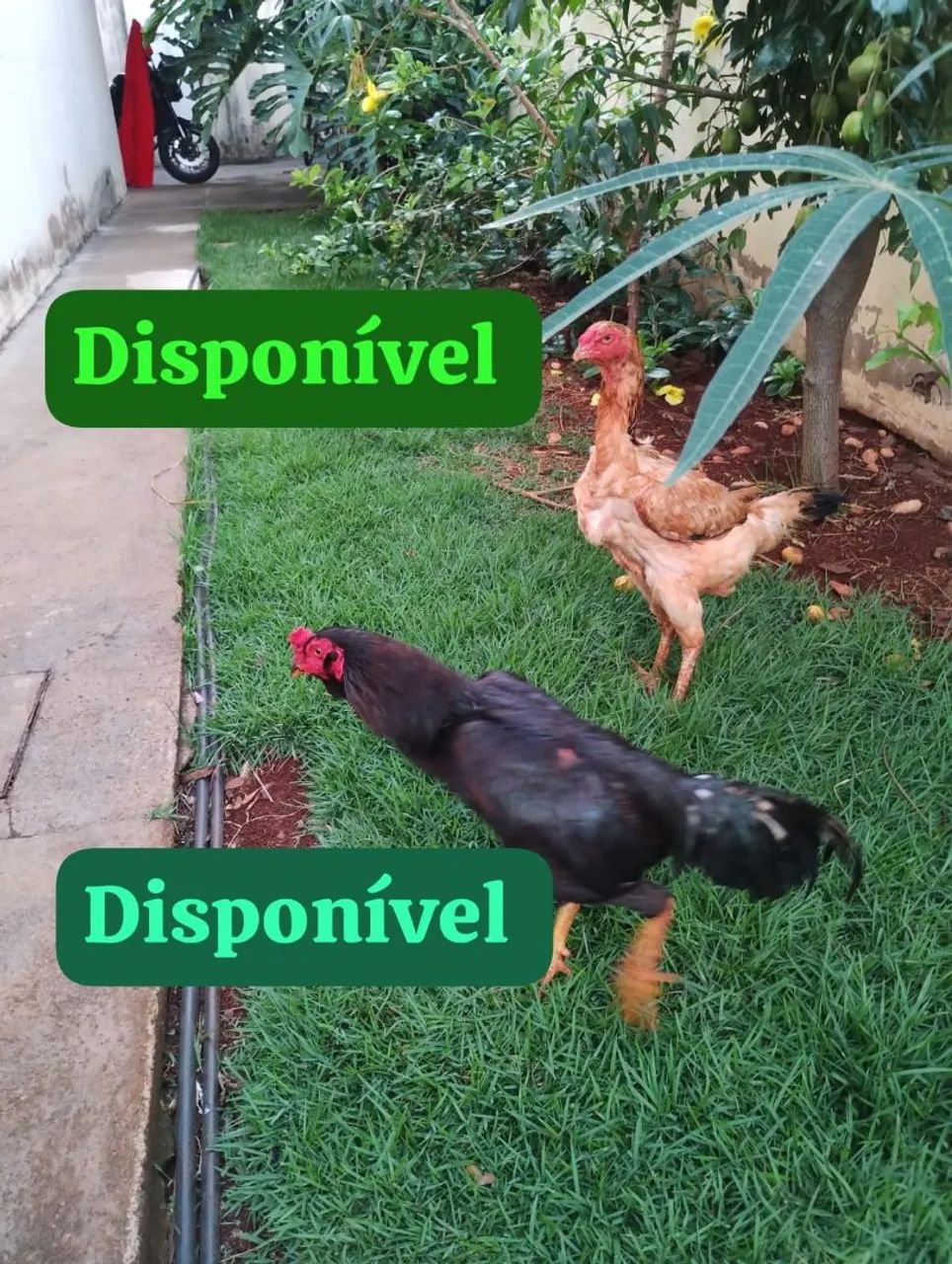 Vende-se galo índio mura  - Foto 2