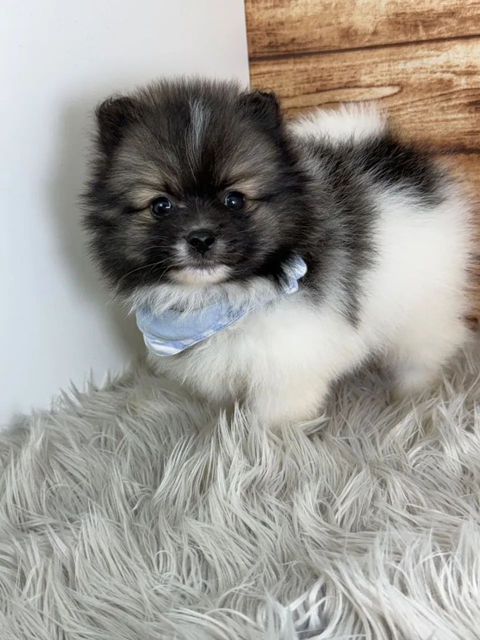 Spitz alemão 