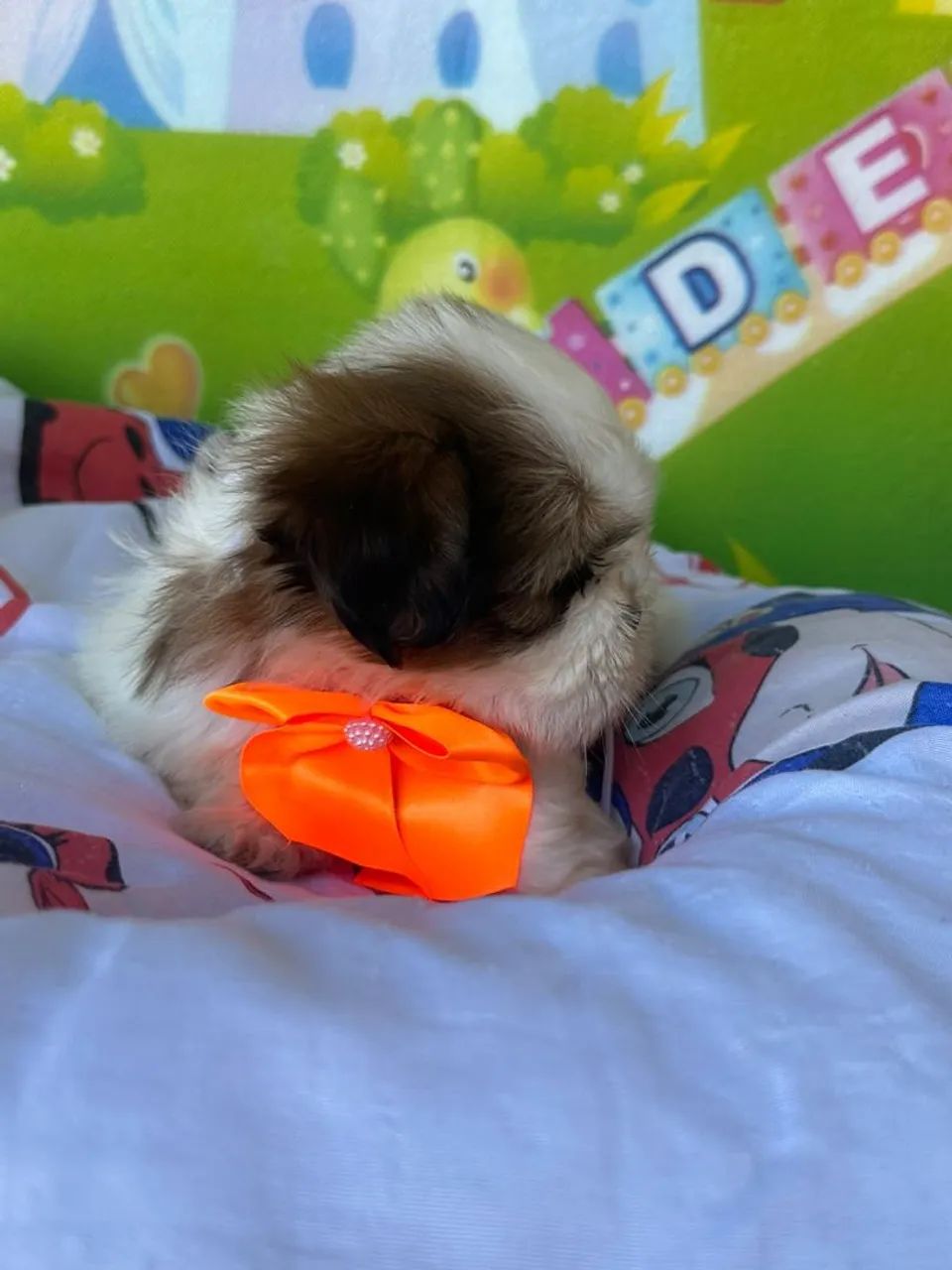 Shih tzu - Foto 4