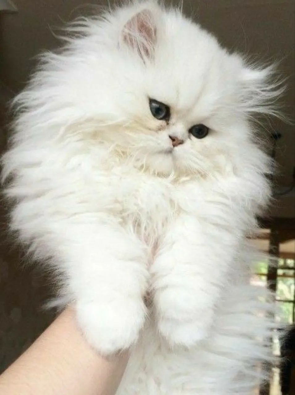Fofos Gato Persa Macho Branco Disponível  - Foto 5