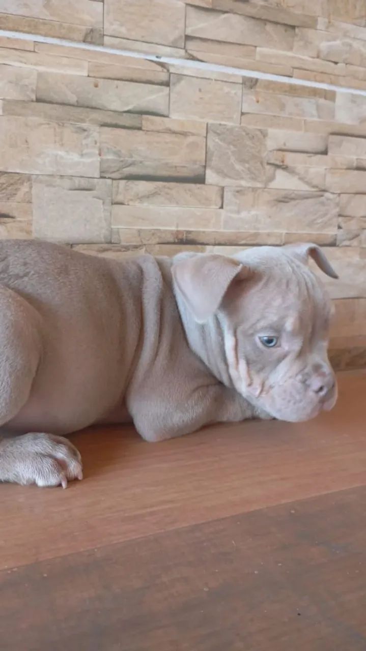 American bully  - Foto 5