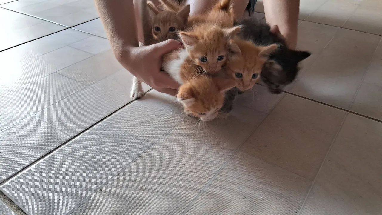 DOAÇÃO DE GATO - Foto 6