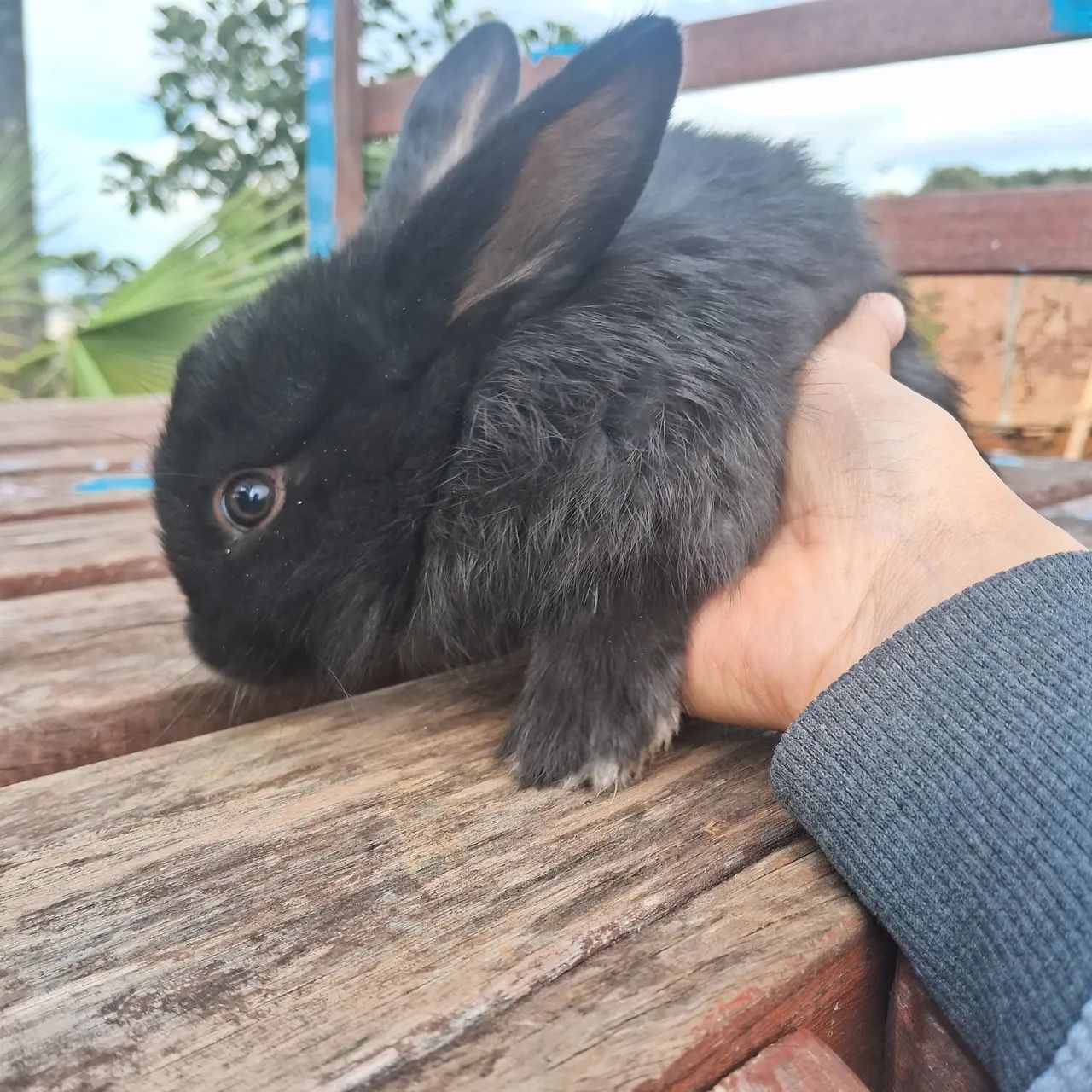 Casal de Coelhos Pets Fofinhos  - Foto 3