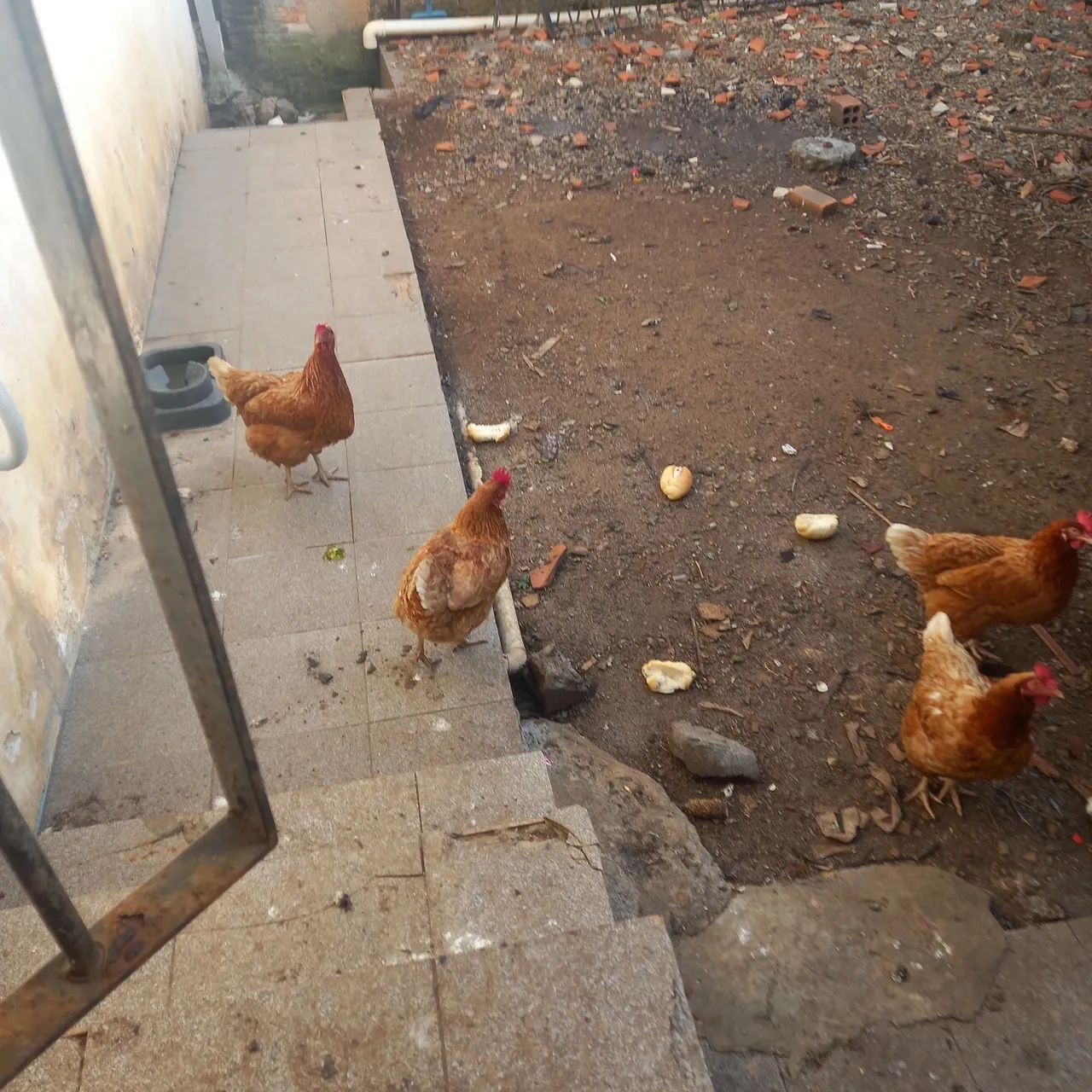 Vendo 5 galinhas ponhedeira - Foto 2