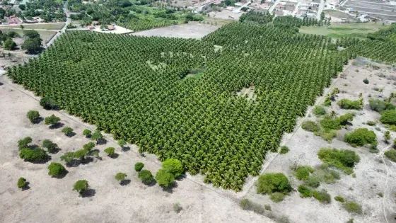 Granja com 12 hectares plantada de coqueiros em Monte Alegre - Foto 4