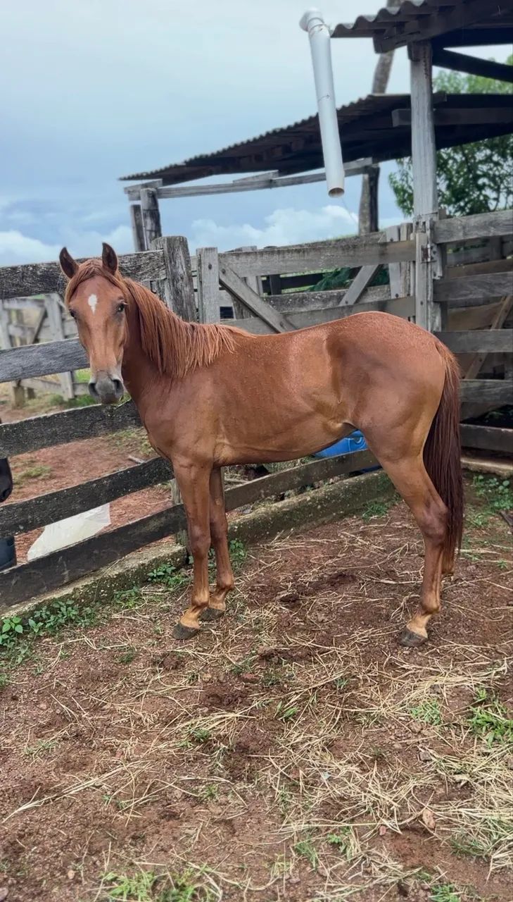 Potro mangalarga 1 ano 