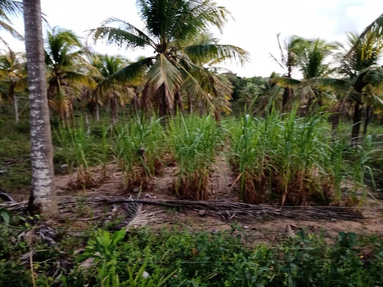 Vende-se terreno  - Foto 2