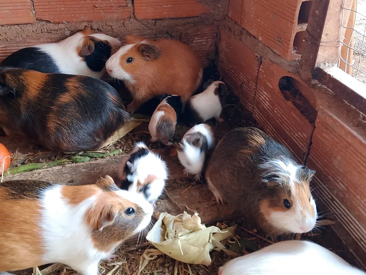 PPRQUINHO DA ÍNDIA  - Foto 3