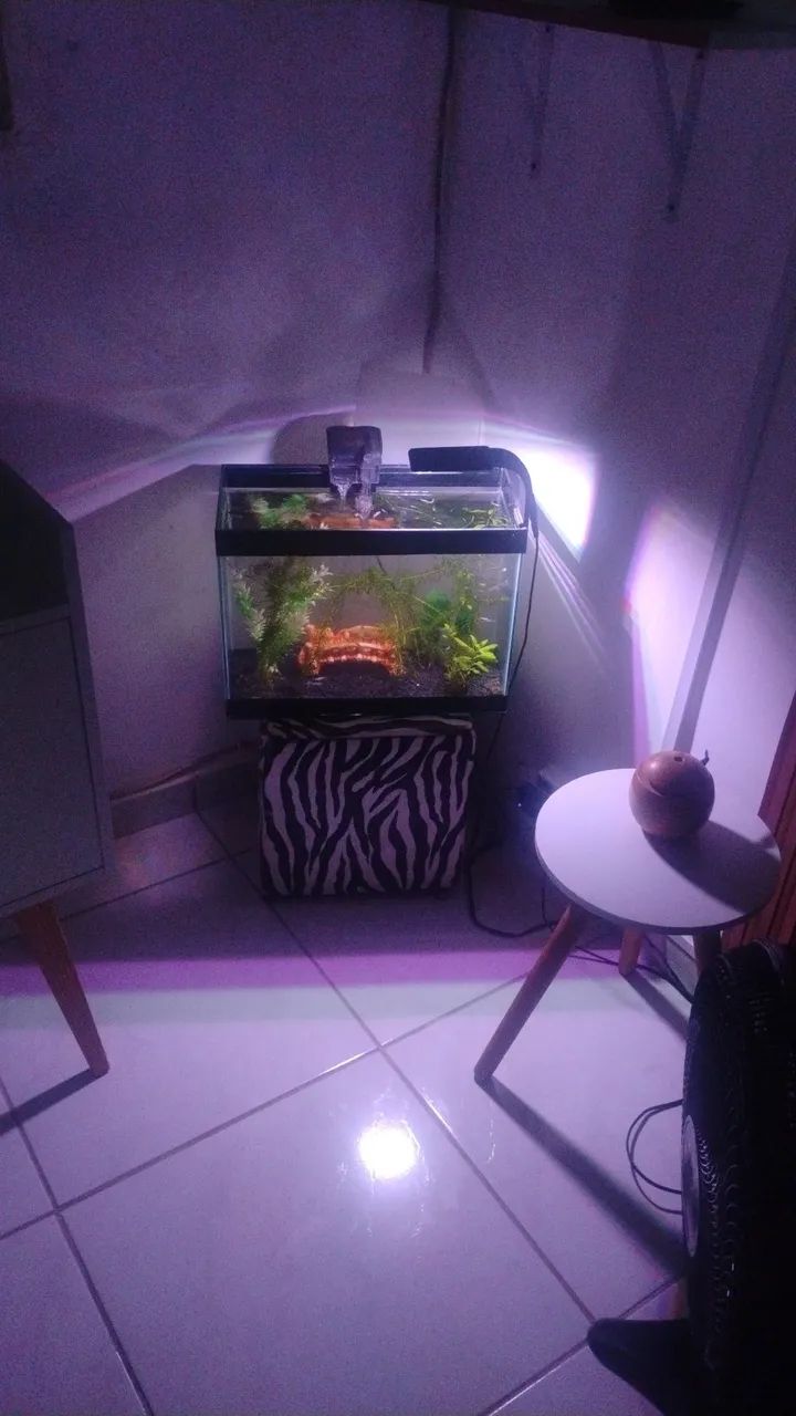 Decoração 