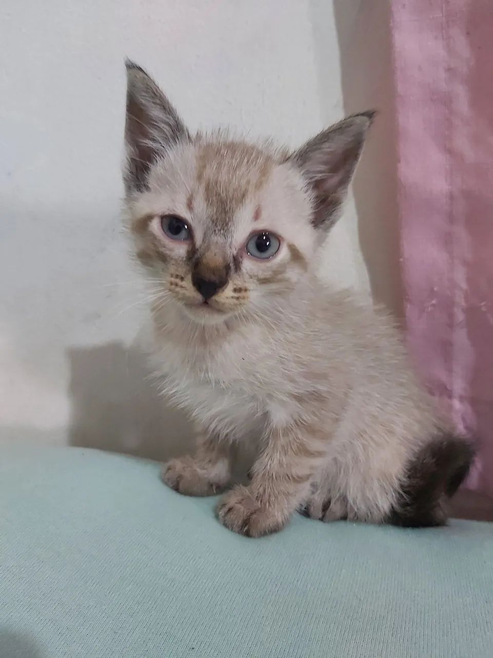 Doação de gatinhos