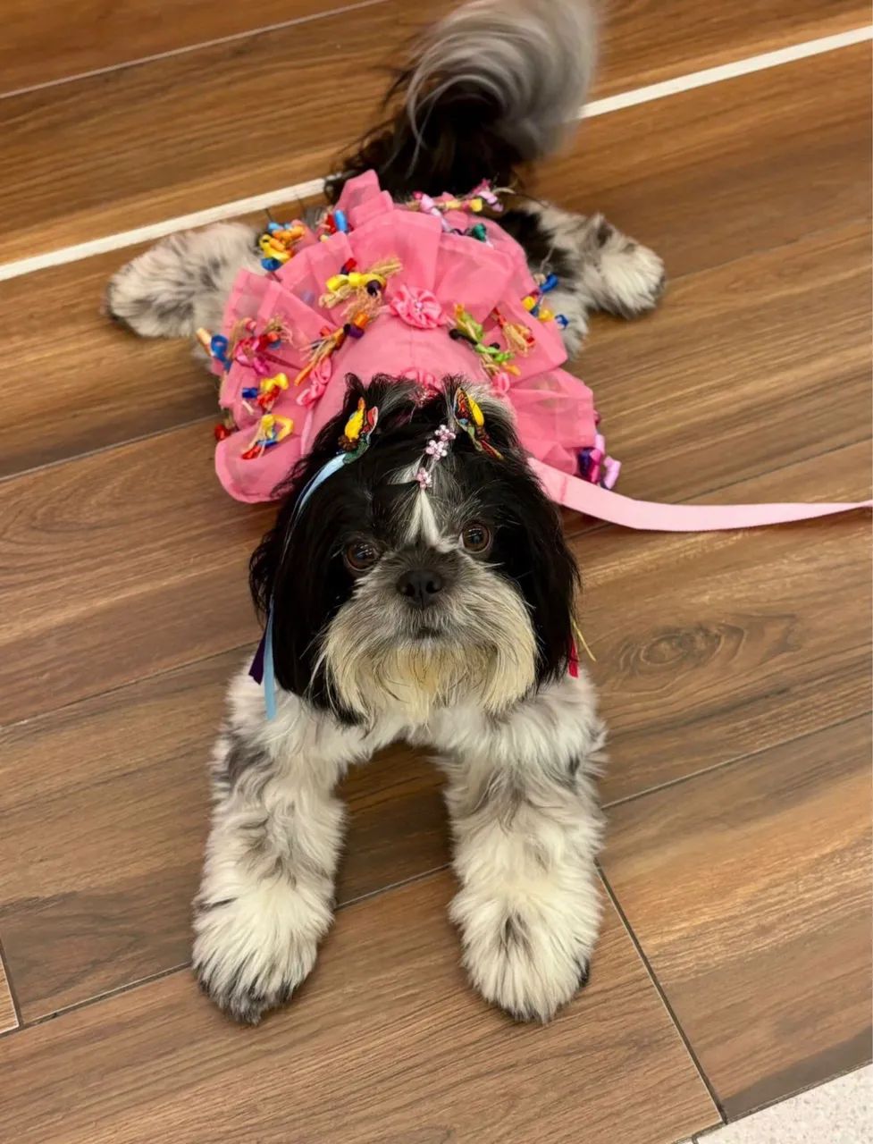 SHIH TZU MINI - Foto 2