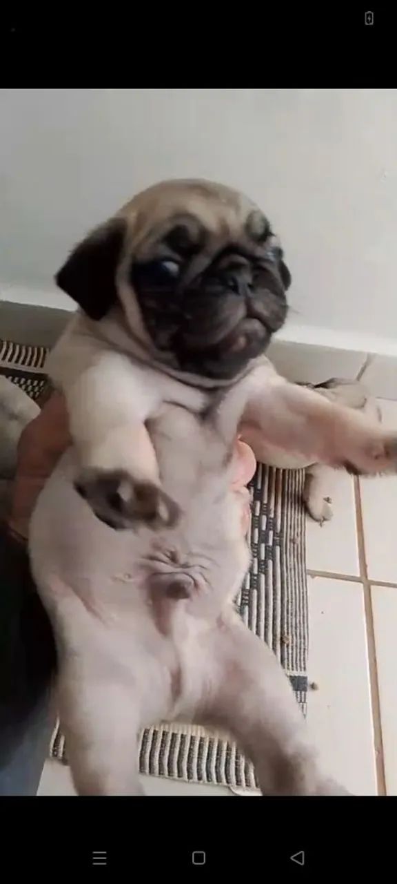 Filhote macho de Pug 